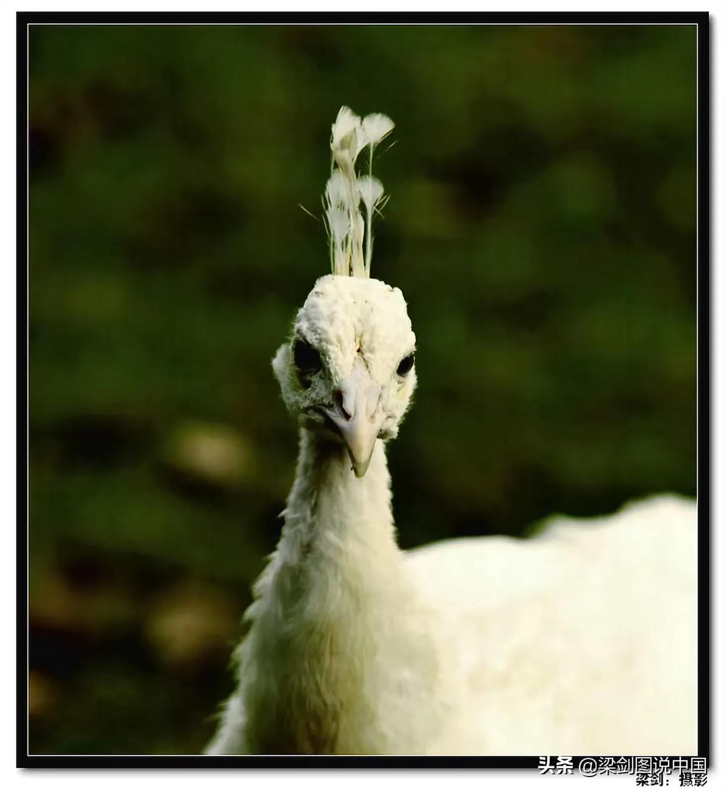 禁止野生动物保护环境人人有责,保护生态环境禁止野生动物上餐桌