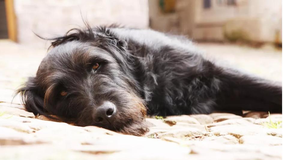 狗狗突然吃不下饭还吐怎么办,狗狗老是呕吐一小口没消化的食物