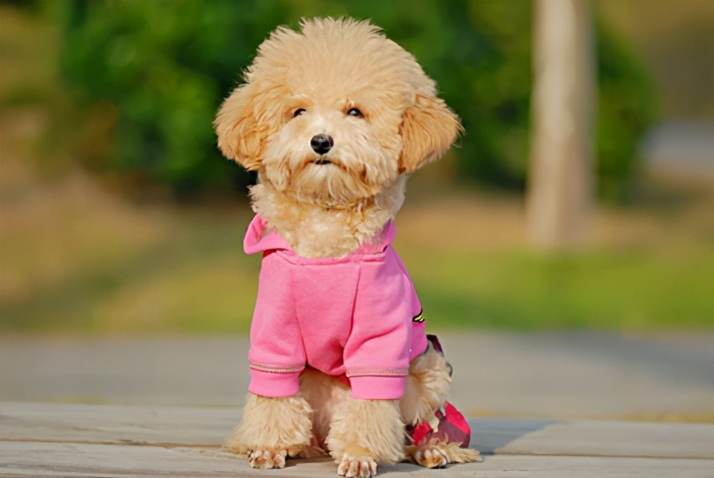 泰迪犯了错误怎么办,泰迪出现这几个行为是在守护你