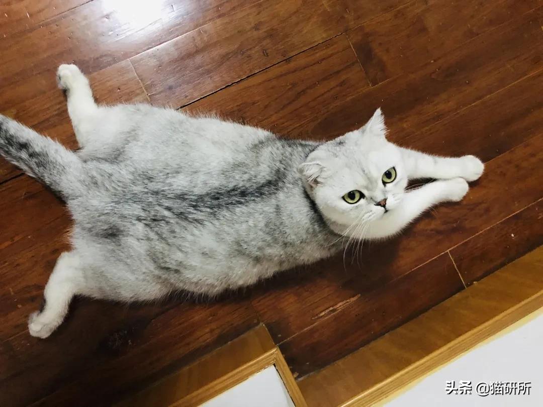 猫咪的花纹是怎么长出来的,猫咪身上的花纹有多奇葩