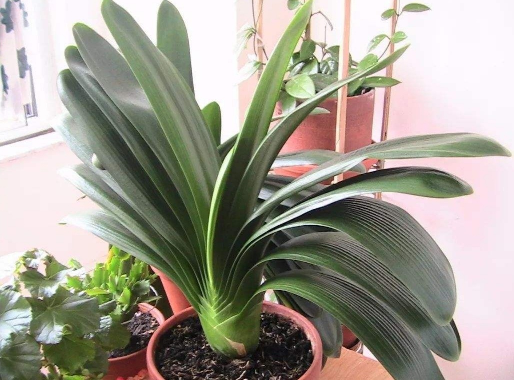 君子兰从孕蕾到开花需要多长时间,君子兰从出现孕肚到开花要多久