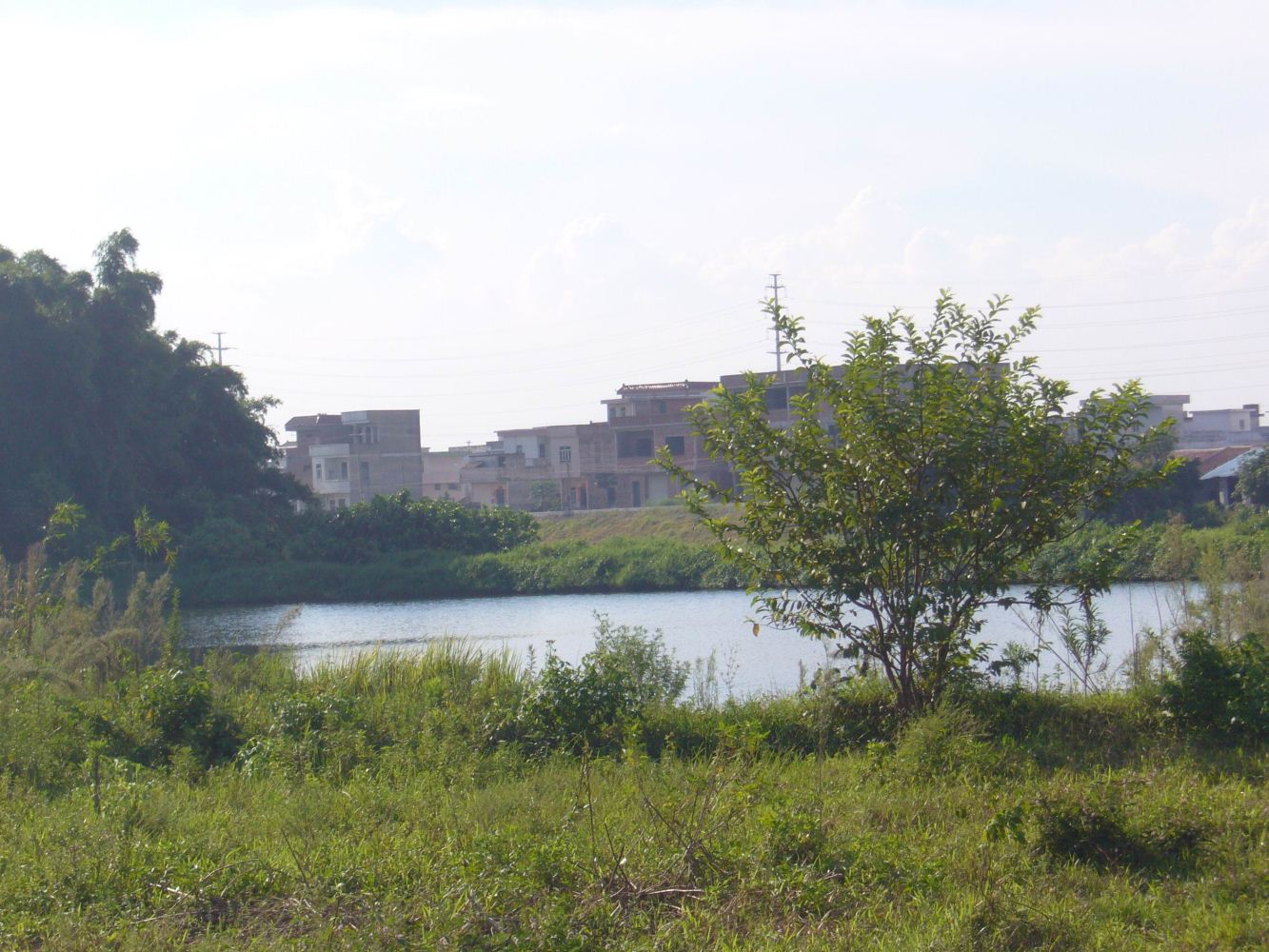 果树下种草养牛可行吗,村里可以养殖的土地