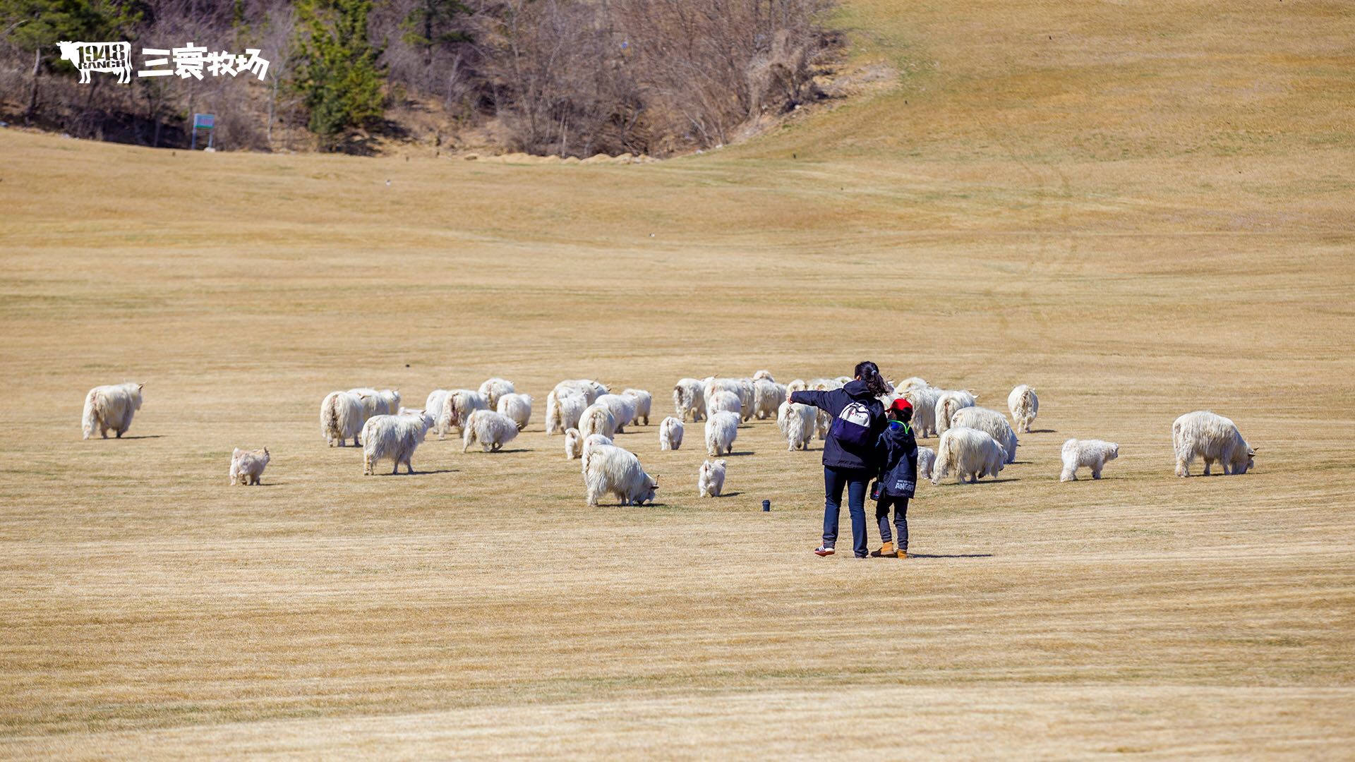 三寰牧场清明节踏青活动“友田计划”招募合伙人,共享春日生机