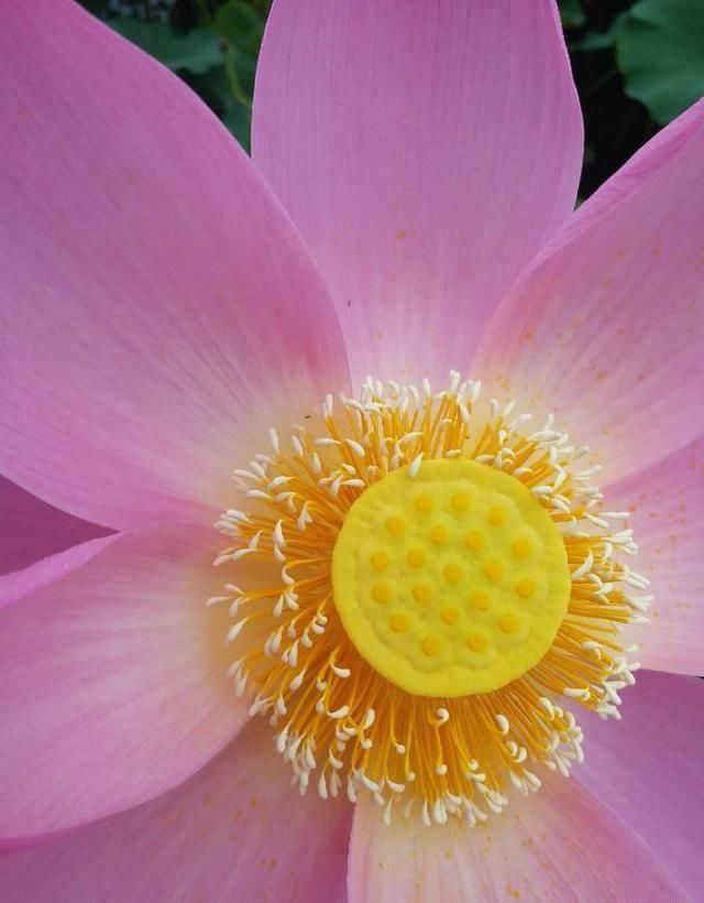 微山湖新鲜莲蓬采摘,微山湖旅游攻略美食