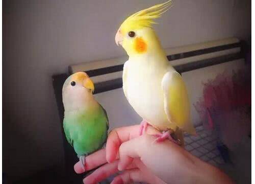 全球十大最小宠物,世界上最便宜很小的小型宠物