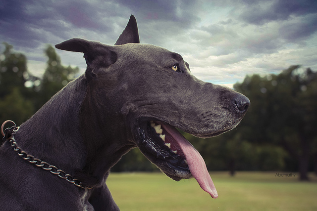 最漂亮的优秀工作犬是什么犬,最适合新手养的狗狗工作犬