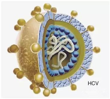 如何早期预测慢性丙型肝炎的疗效,丙型肝炎多长时间会导致肝硬化
