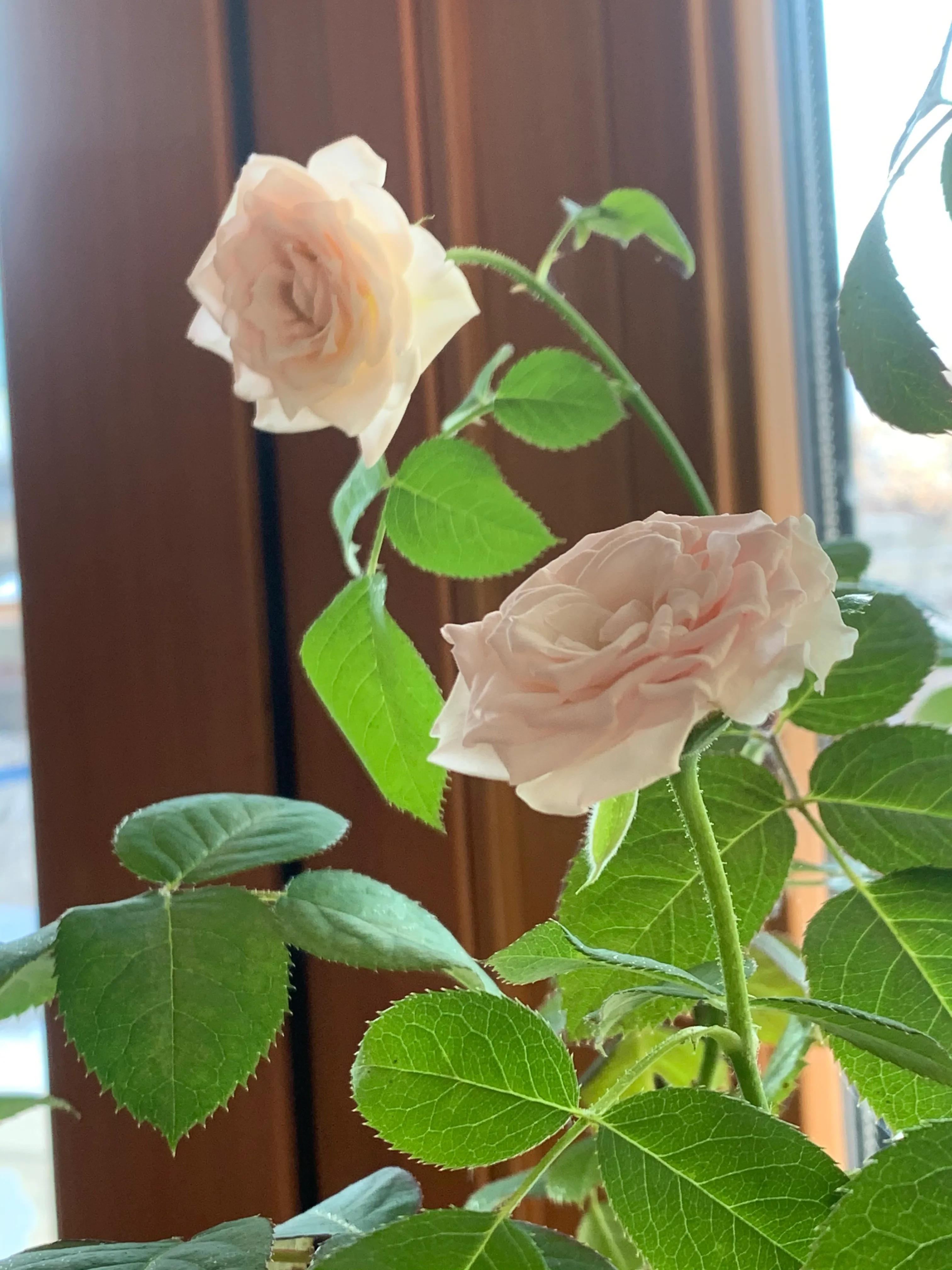 冬日里的鲜花依然盛开,冬日里盛开的第一朵鲜花