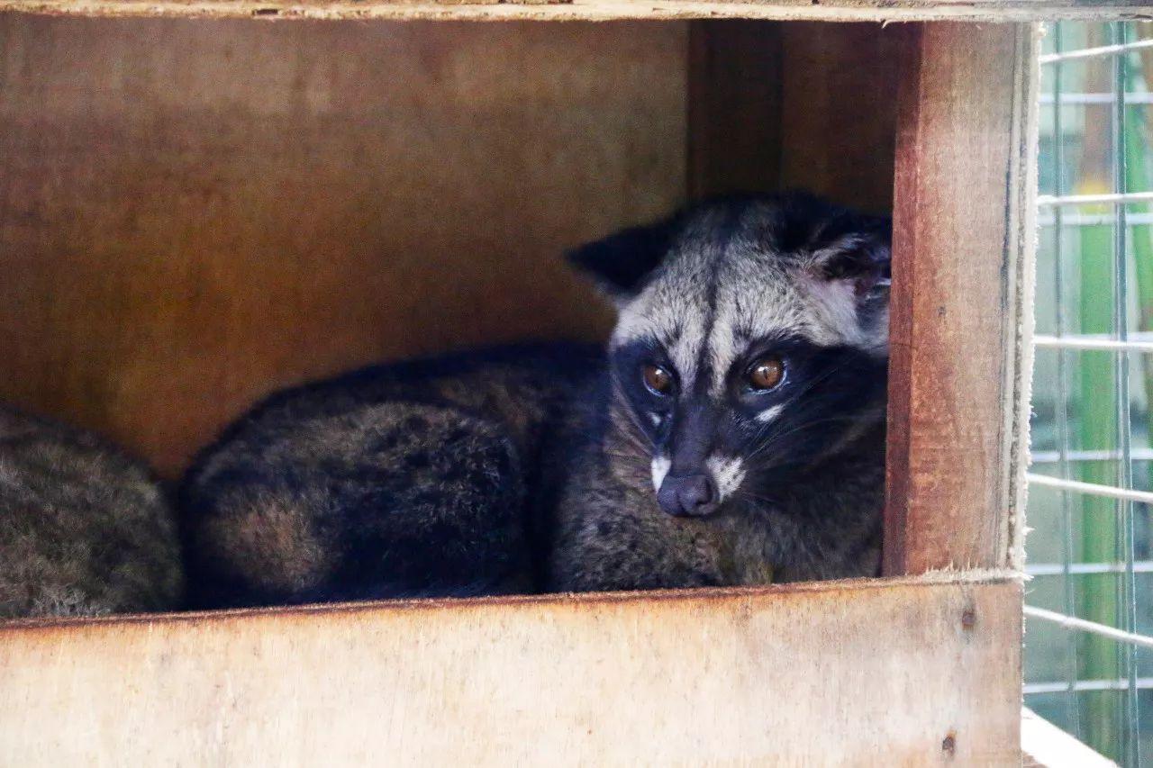 一杯咖啡卖到6200元,全网最正宗的猫屎咖啡