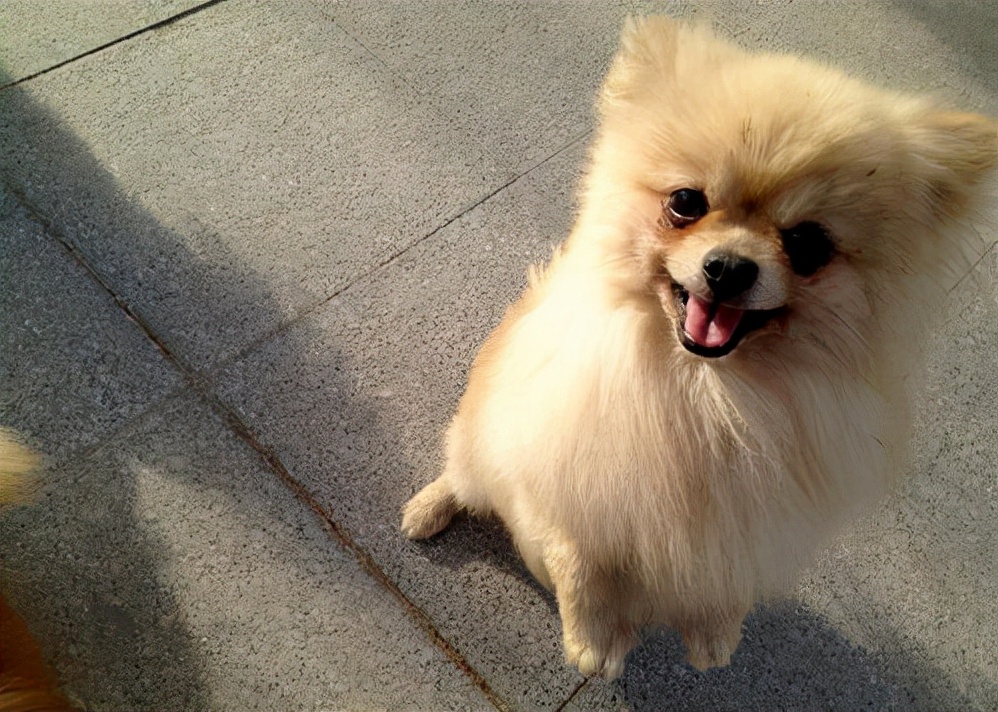 博美犬最害怕的五件事,博美犬六大禁忌有什么