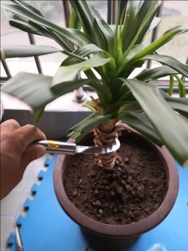 龙须树一头变多头怎样修剪,龙须树单头的好还是多头的好