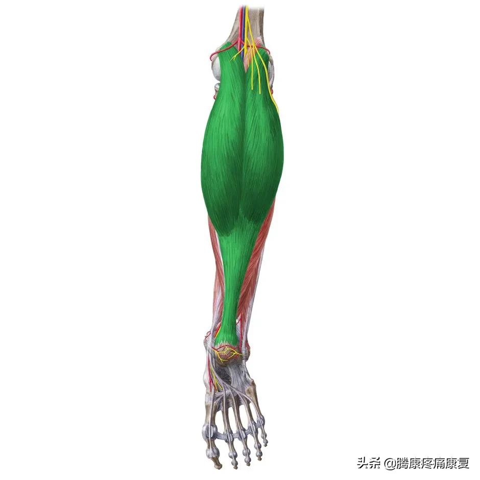 小腿膝关节疼痛是什么原因,小腿窝疼痛是什么原因造成的