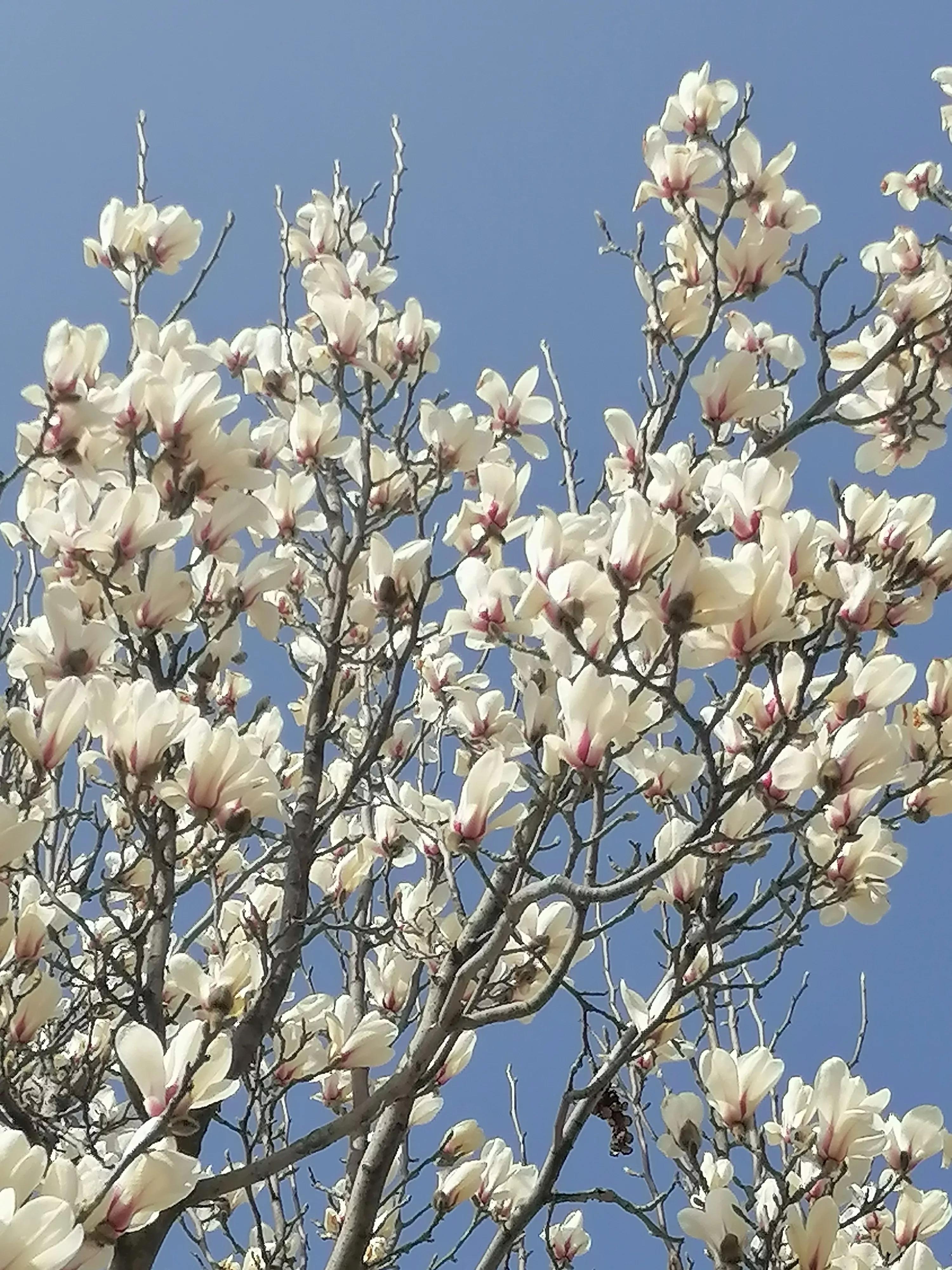 咏玉兰二首其二,咏玉兰全诗