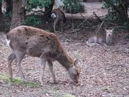 龙虾没人吃、LV没人买……中国人再不出门，各国旅游业都要垮了