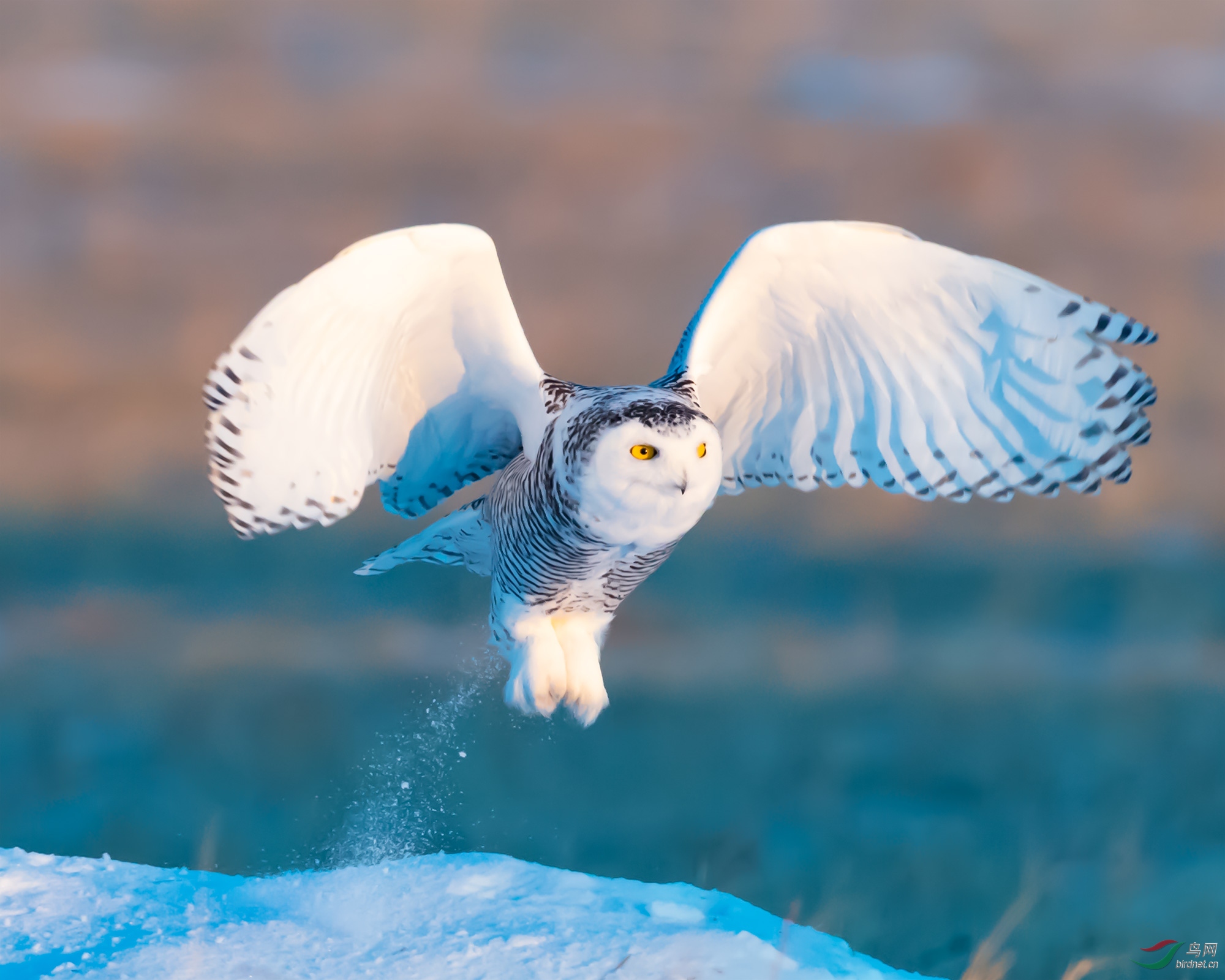 金雕最怕的三种鸟,一只金雕可以震慑多大面积鸟类