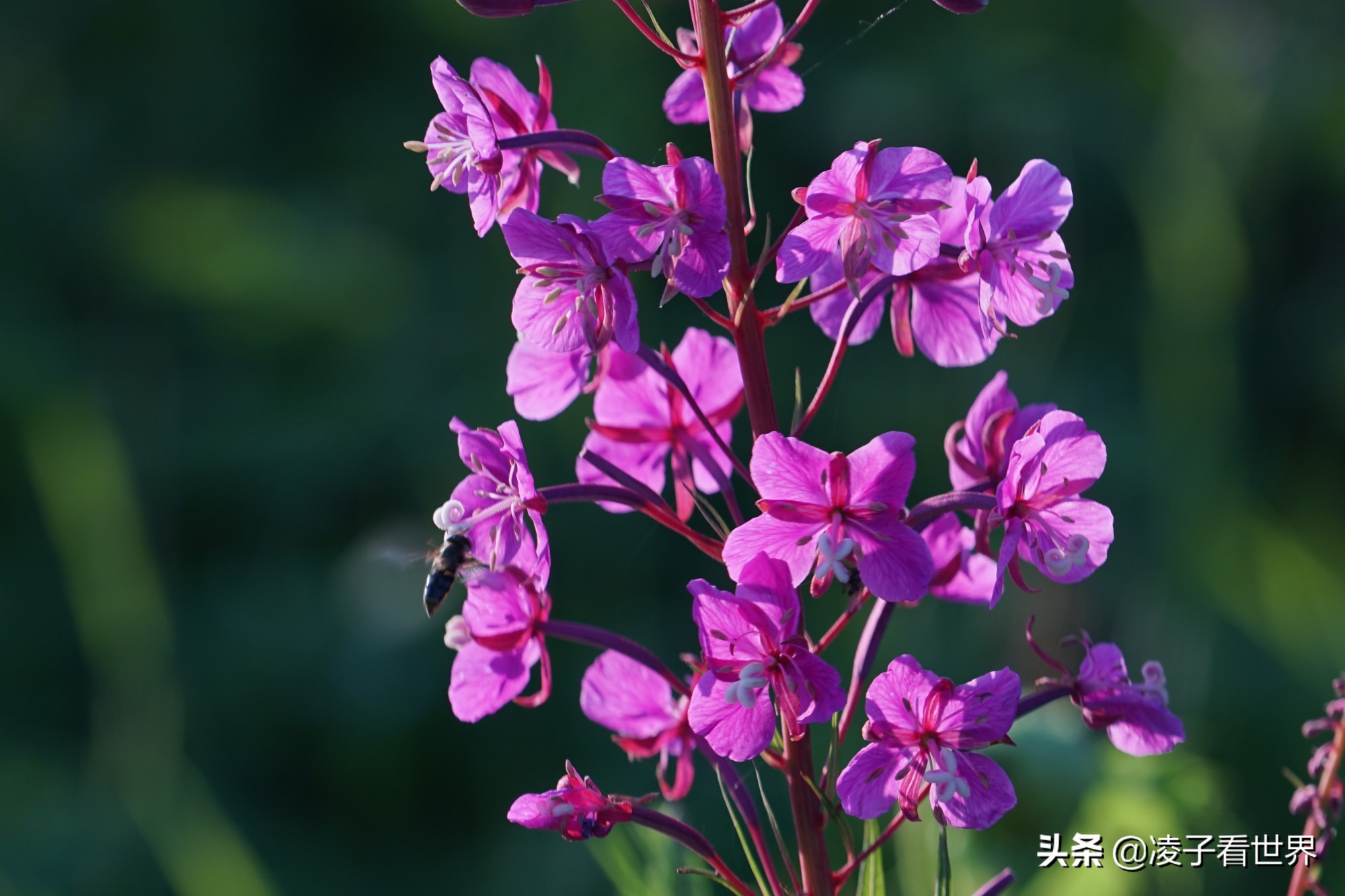 逃离北京40度高温，房山享受22度清凉，看银狐，逛古街吃铁锅炖