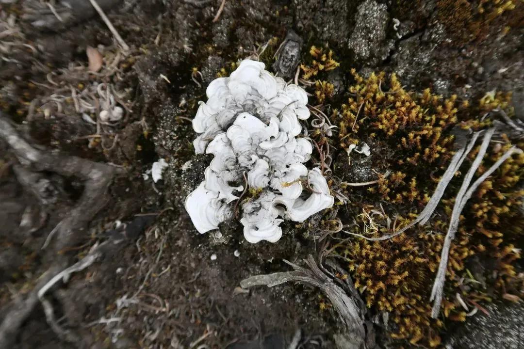 4位鼎石女生的科学梦