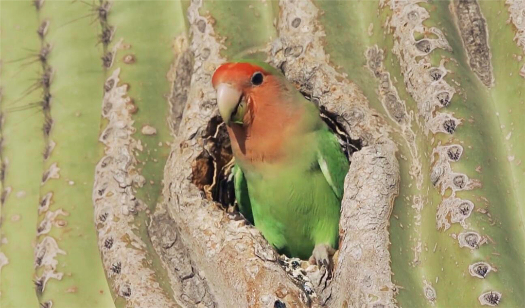 非洲鹦鹉住进仙人掌？从宠物变野生种群，占领一座城市