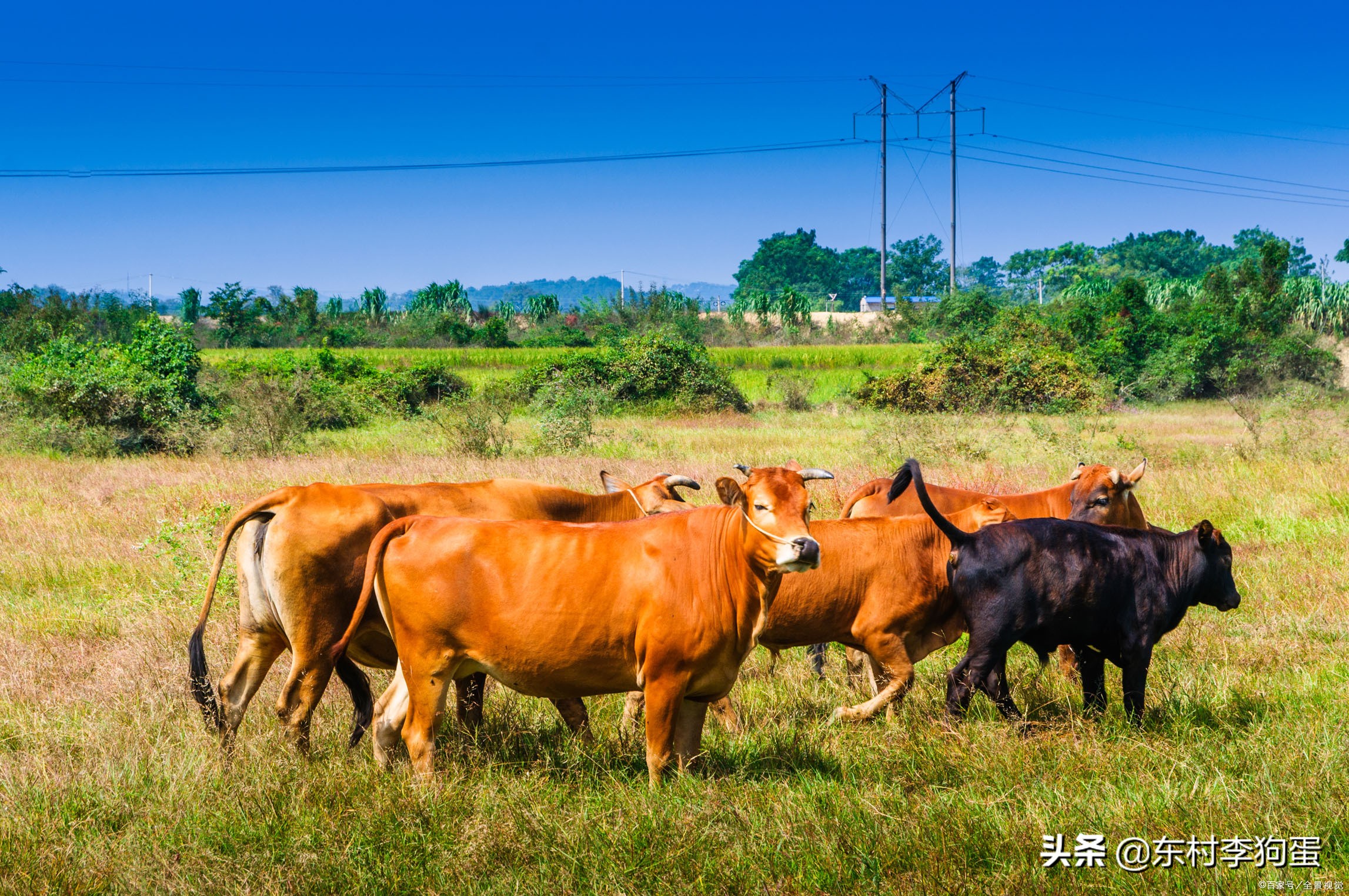 现在养殖什么最赚钱销路最好,农村最赚钱的五个养殖项目是哪些