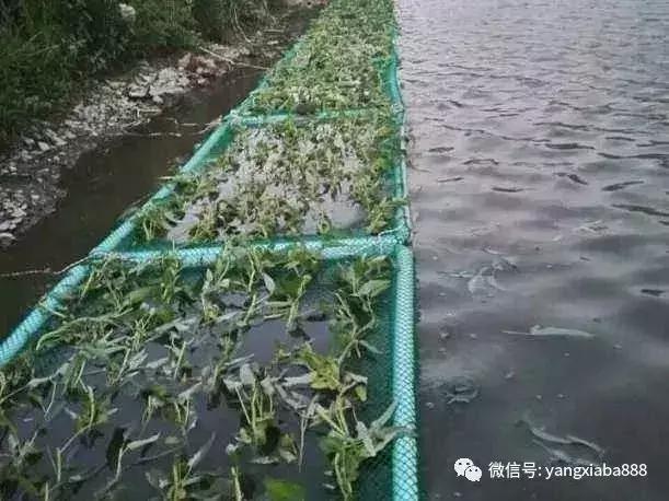 他把空心菜种到池塘里，鱼虾产量高得惊人！