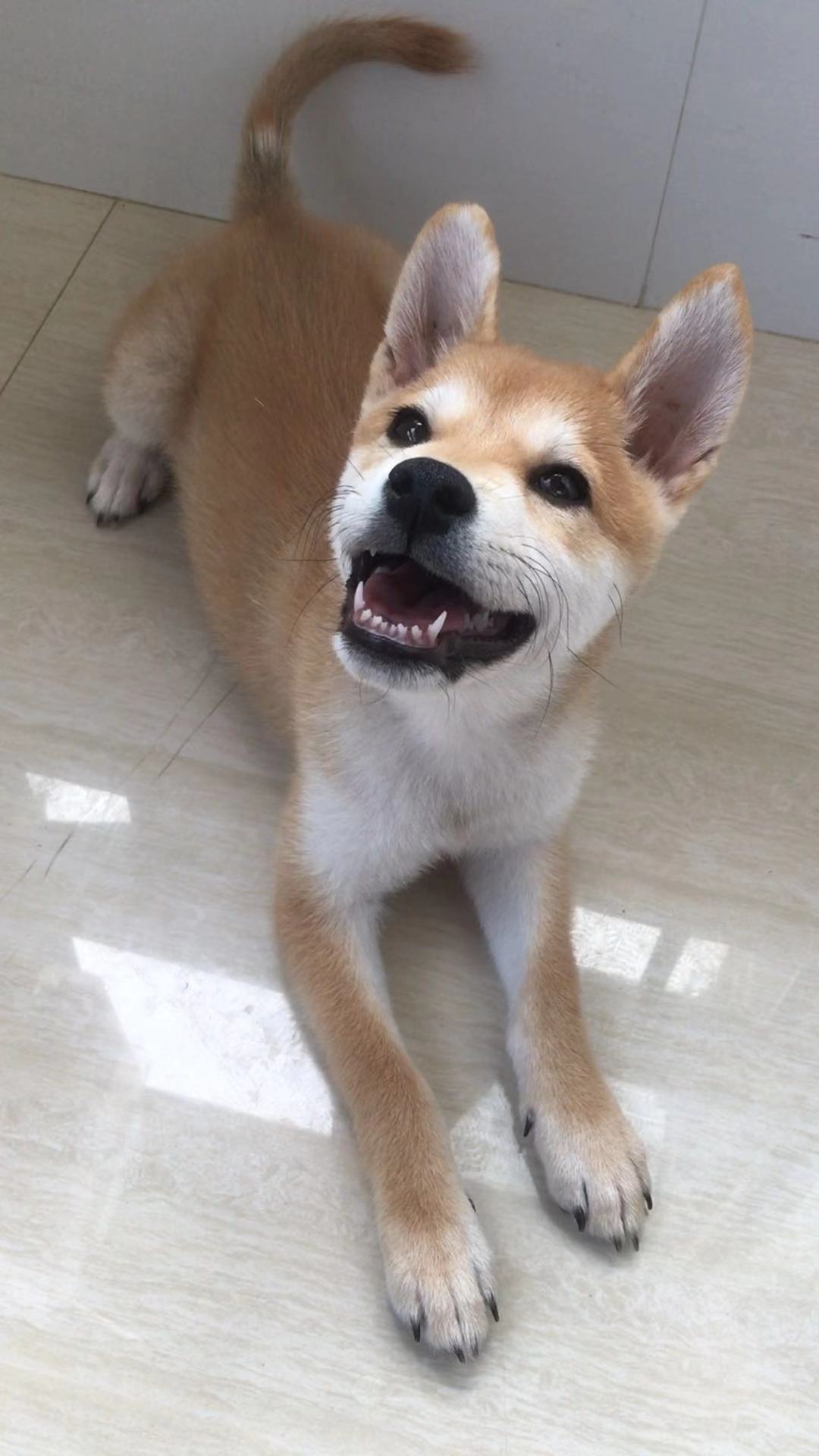 柴犬掉毛是什么原因,柴犬掉毛很严重是为什么