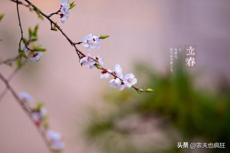 俗语“春打六九头，吃水像喝油”啥意思？明年几九立春？答案来了