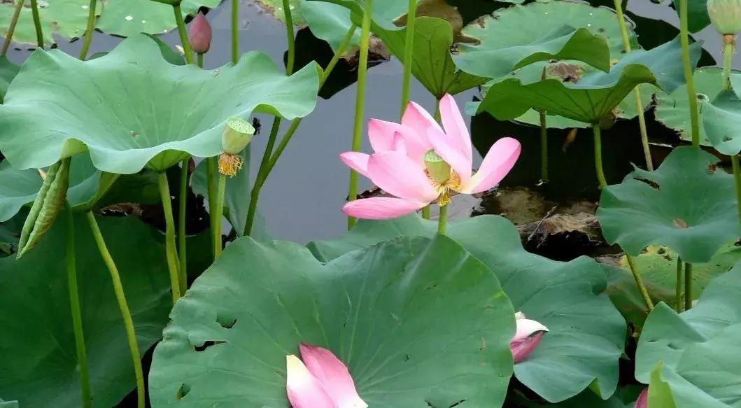 中国著名赏荷胜地,中国最著名的十大赏荷地