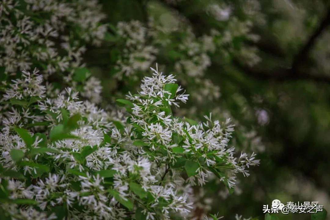 三月三蟠桃会王母娘娘聚群仙,又是一年三月三王母娘娘蟠桃会