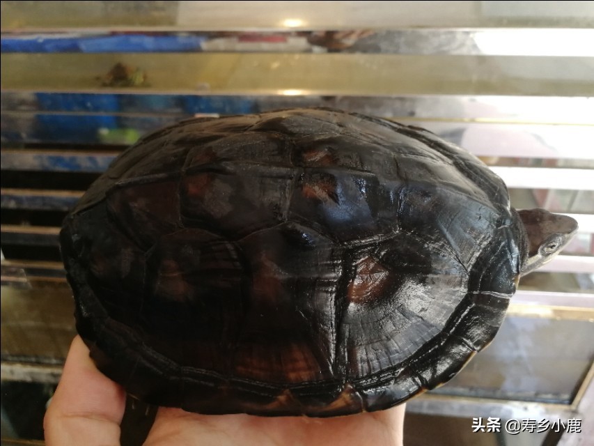 金钱龟行情还有得涨吗,金钱龟回暖