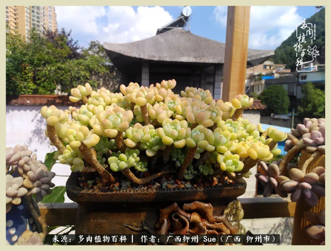 艳阳高照凉爽贵州,我要勤快地捕捉美好!(二)