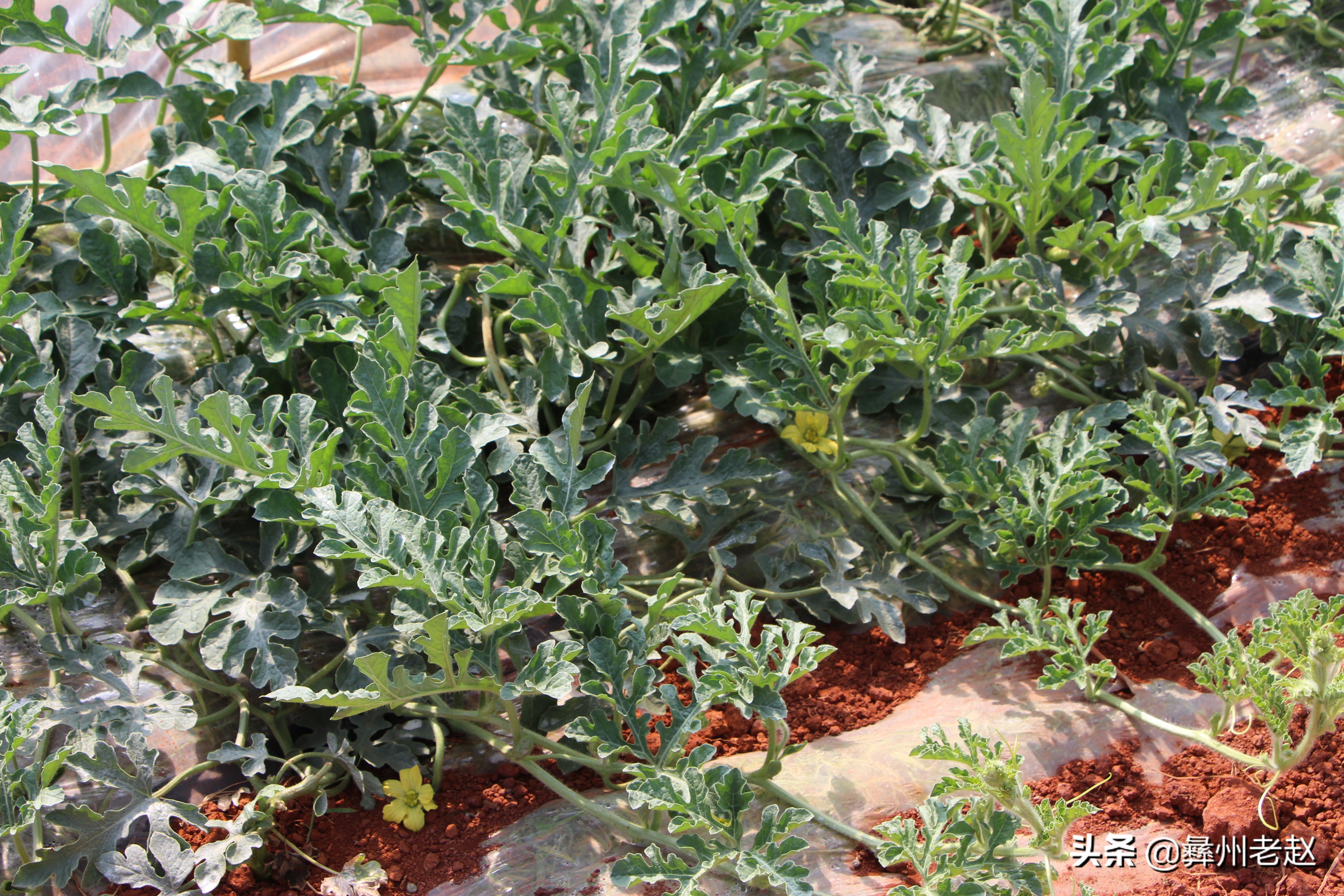 西瓜刚坐果的时候怎么管理,西瓜在膨果期需要什么肥料