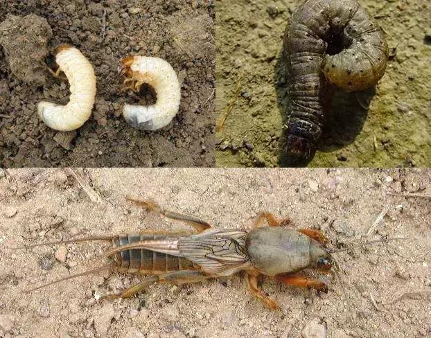 阳台草莓怎么预防虫害,草莓病虫害防治图谱