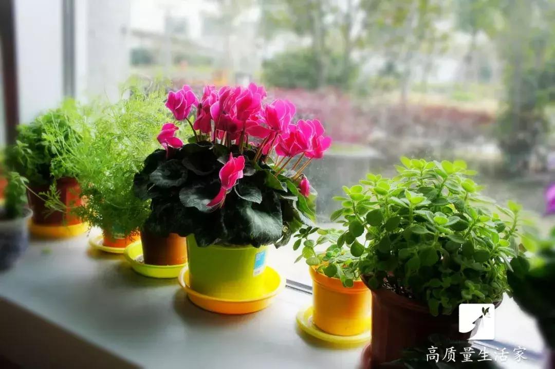 装修房子吸甲醛最好的是什么植物,吸甲醛最好的植物排名