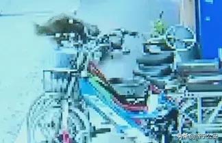 犬病的发现及护理常识,犬伤处置规范最新指南