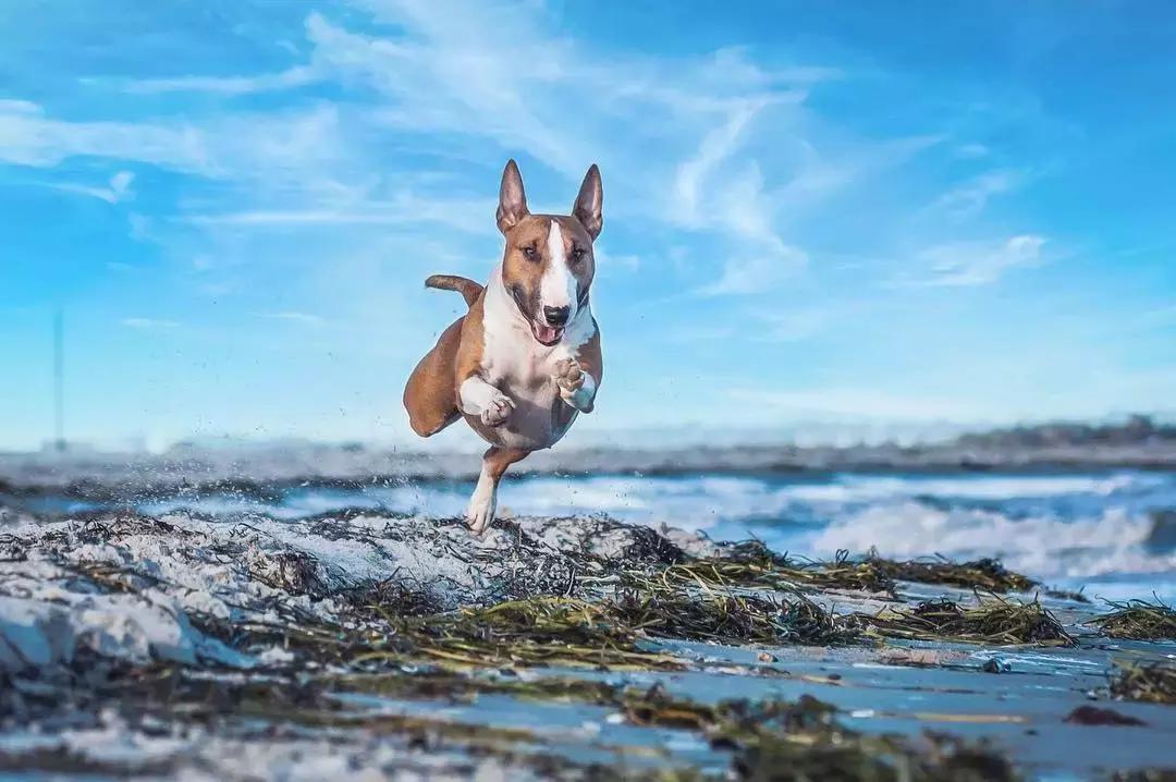 牛头梗怎么养才强壮,成年的牛头梗适合新手养吗