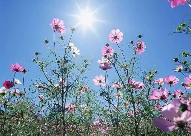 四川洪雅：这个“黑妹”不简单年纪轻轻当老板