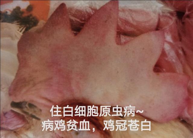 鸡常见的体外寄生虫病有哪些,鸡寄生虫病防治方案