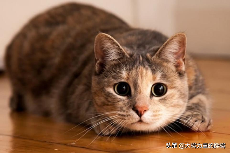 猫咪一到晚上就呕吐怎么办,猫咪晚上闹腾怎么解决