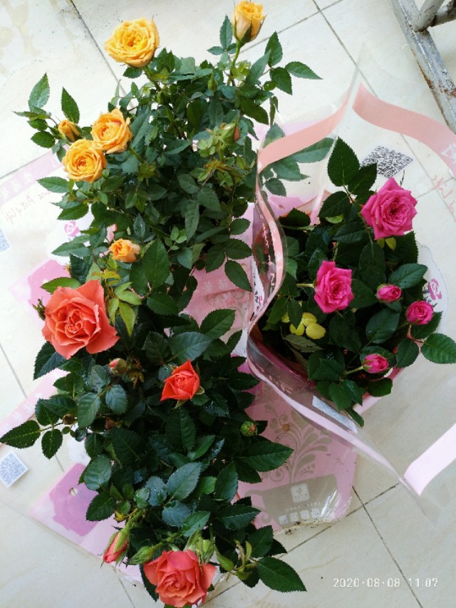 梦中的玫瑰花开,梦中的玫瑰原唱完整版