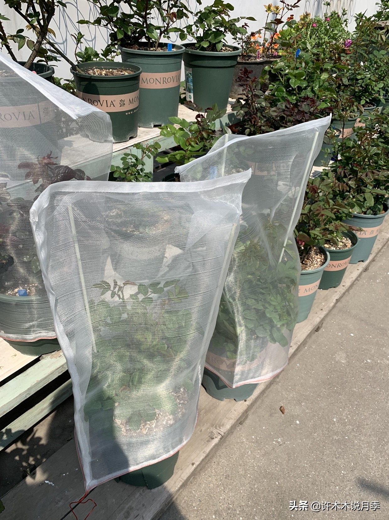 月季病害通用药,月季病害的必备药物