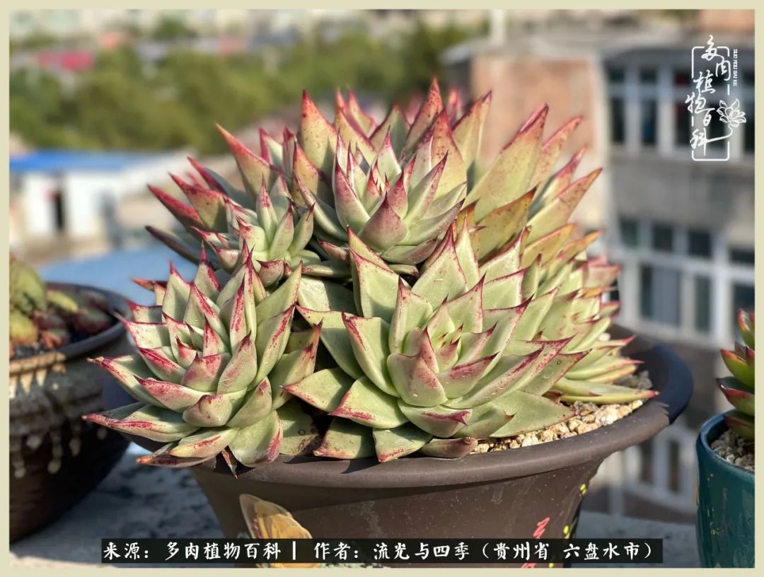 国庆假期你快乐吗?来,凉都美肉与你相伴一一小乌木的霸气东云