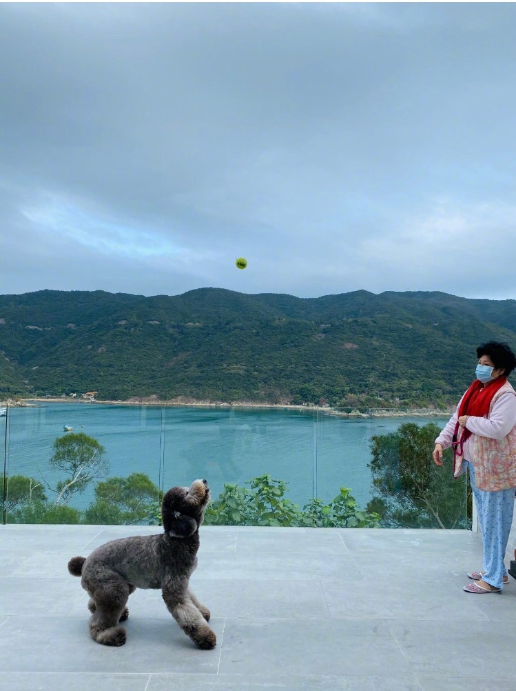 狗生巅峰！陈伟霆家狗狗被抱着睡住湖景豪宅，宋茜家宠物猪更时髦