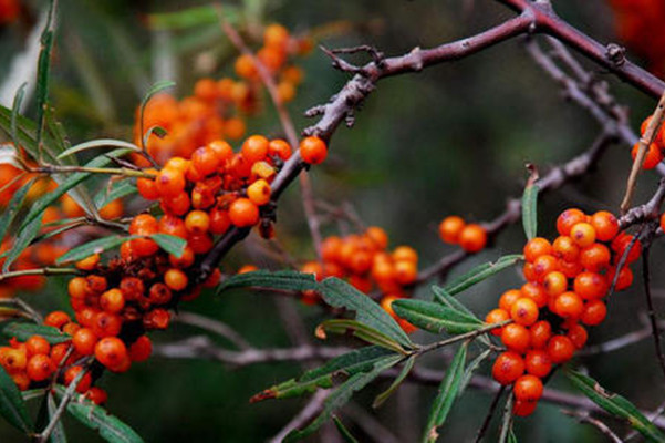 新晋养生水果之“沙棘”