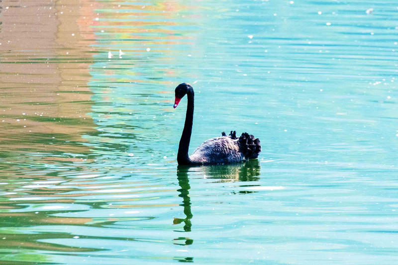 玩转广州长隆野生动物世界之行,广州长隆动物世界游玩攻略图