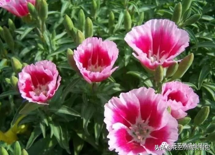 10种在花镜设计中常用的紫色花卉,南方适合做花境的花卉种类