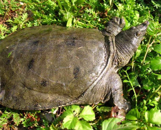 甲鱼养殖的注意点是什么呢,养殖甲鱼夏季需要注意事项