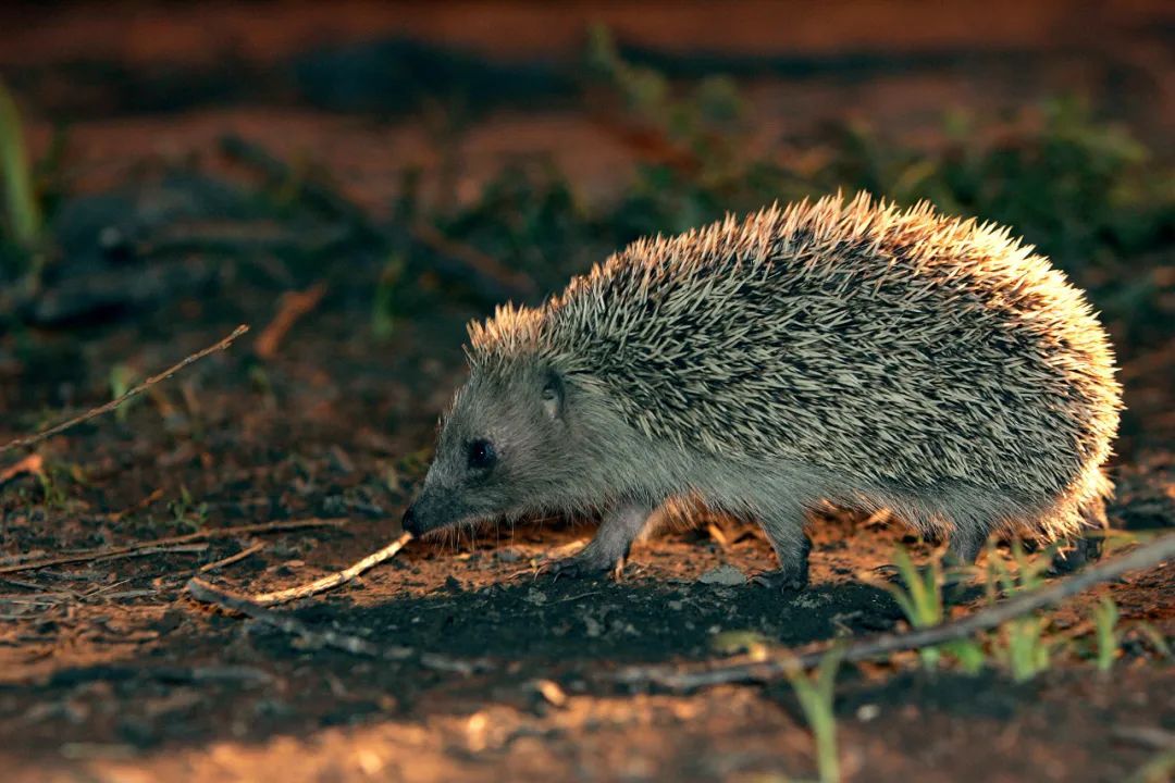 野生动物之奇幻旅游,与野生动物近距离接触的惊险之旅