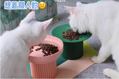 小红书推荐猫粮,猫粮小红书达人