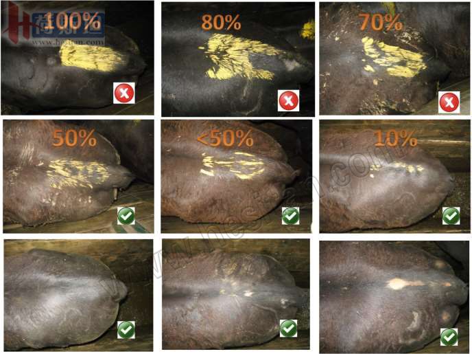 繁育母牛一年的利润,母牛如何做到一年一个犊