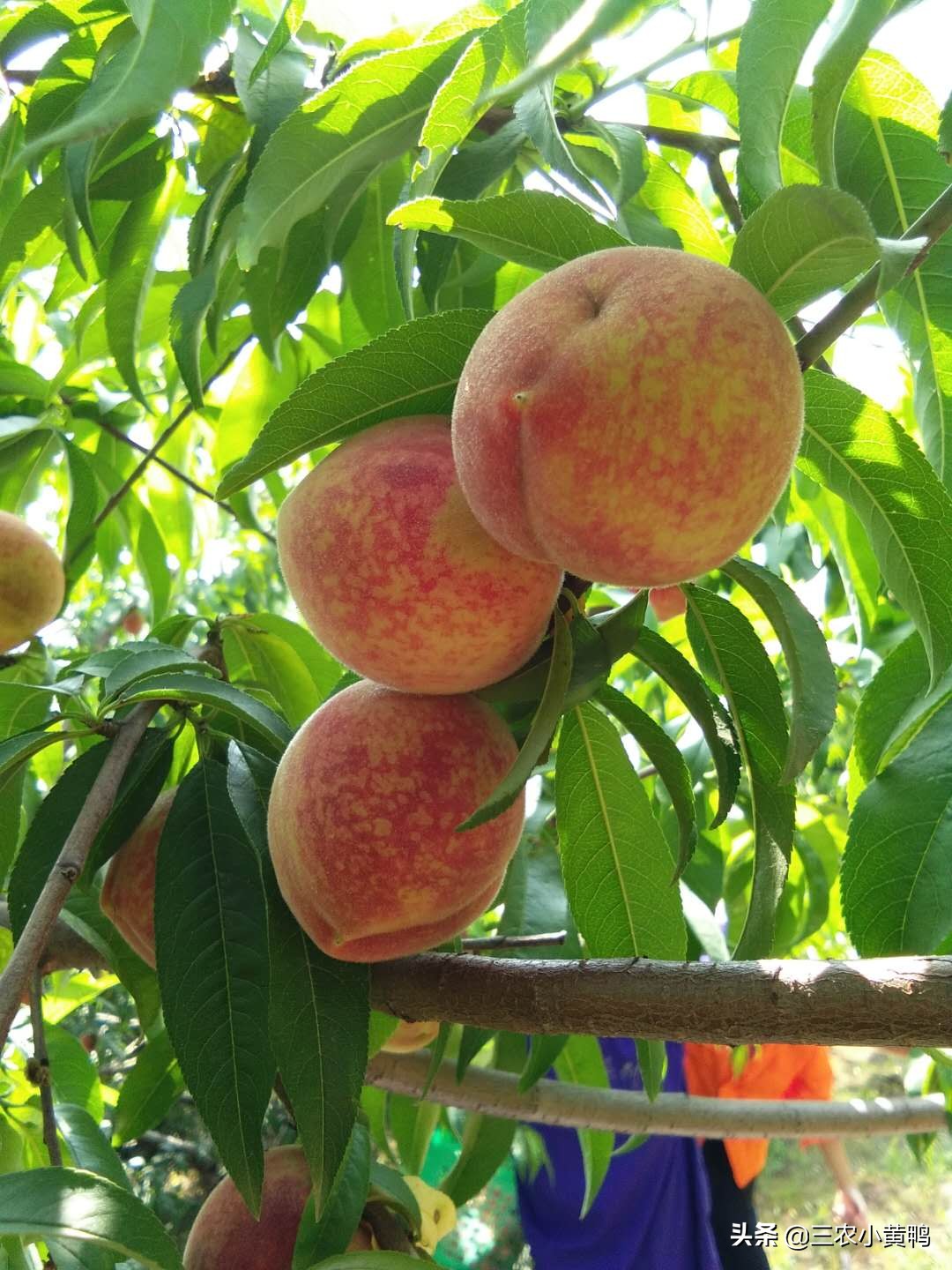 论农民自家桃子摆地摊,农民摆地摊靠谱吗?我是不想摆地摊了,亏